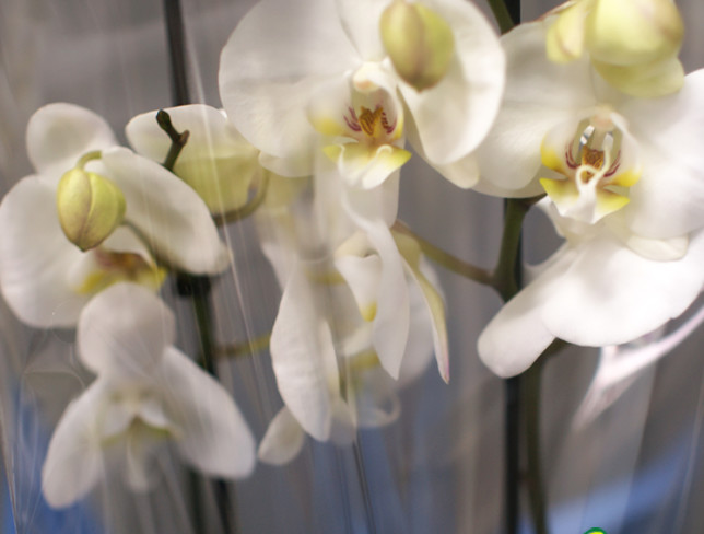 Белая орхидея из 2 веток Фото